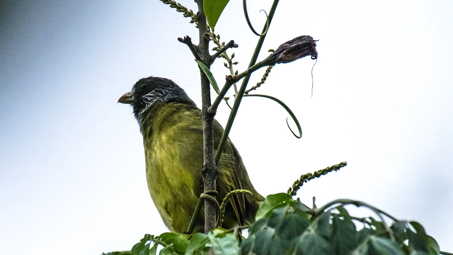 Collared Finchbill
