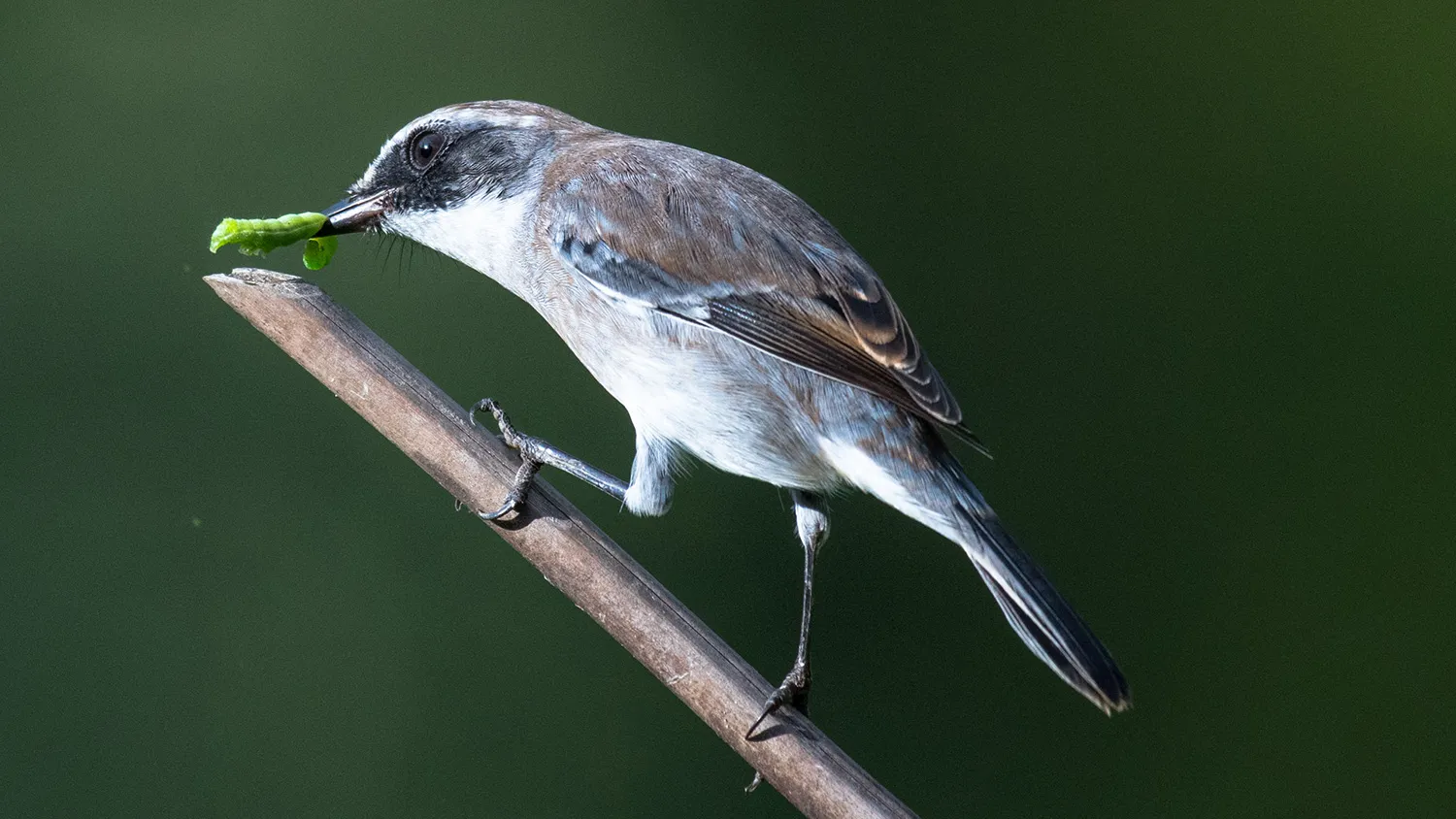 Grey Bush Chat