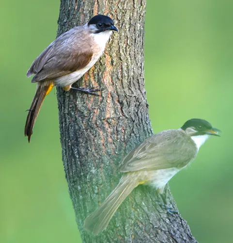 Huangshan Birds photography