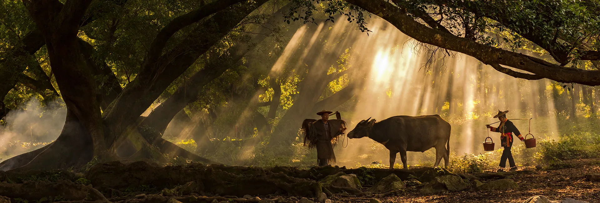 Buffalo farmers under banyan tree